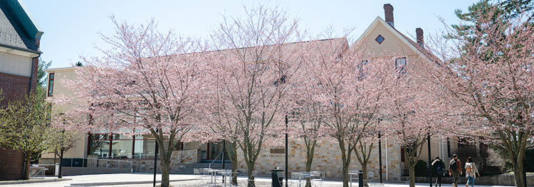 Campus buildings with pink flowering tree