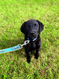 Jessica Santos '16 puppy Scout